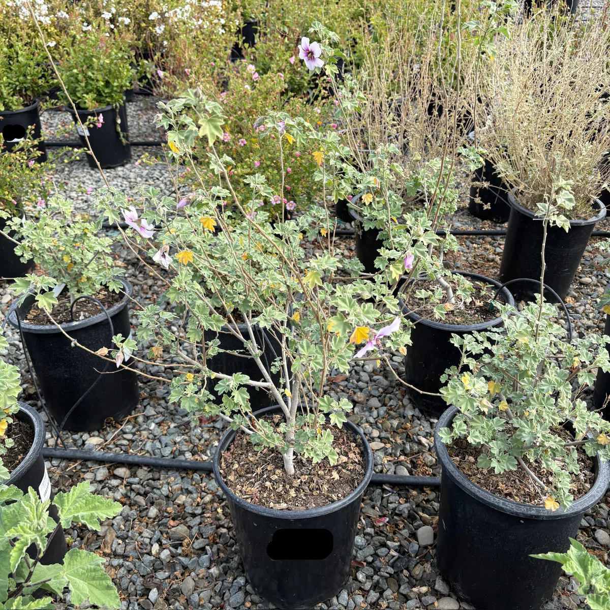 Bicolor Tree Mallow - Image 2
