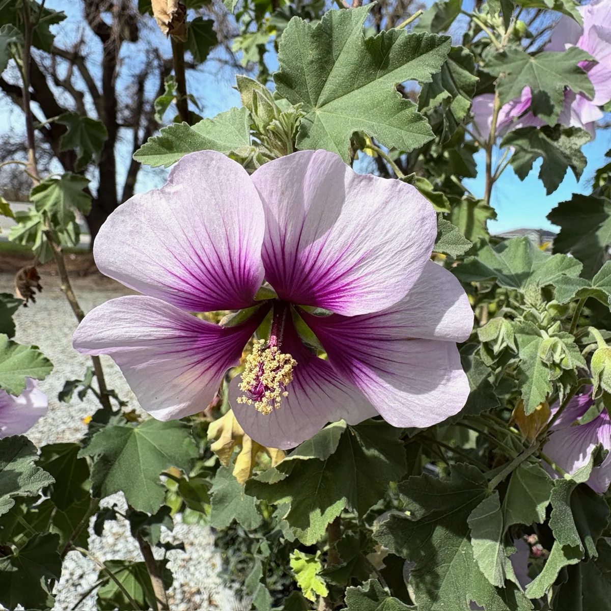 Bicolor Tree Mallow - Image 3