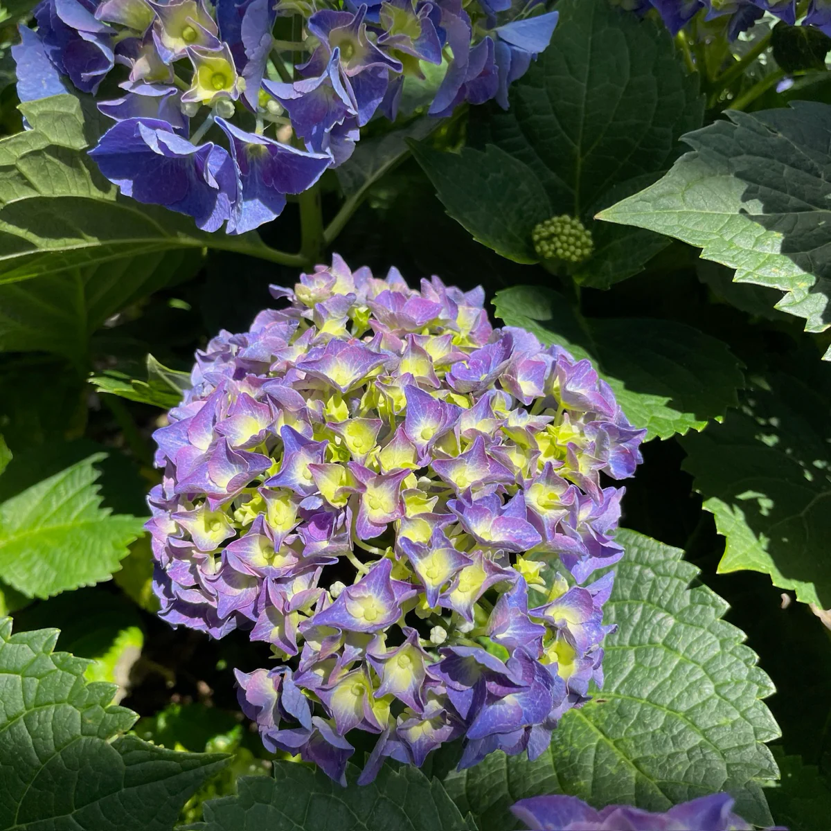 Big Band Let's Dance Hydrangea - Image 2