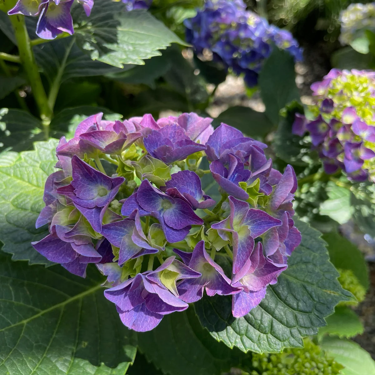 Big Band Let's Dance Hydrangea - Image 3