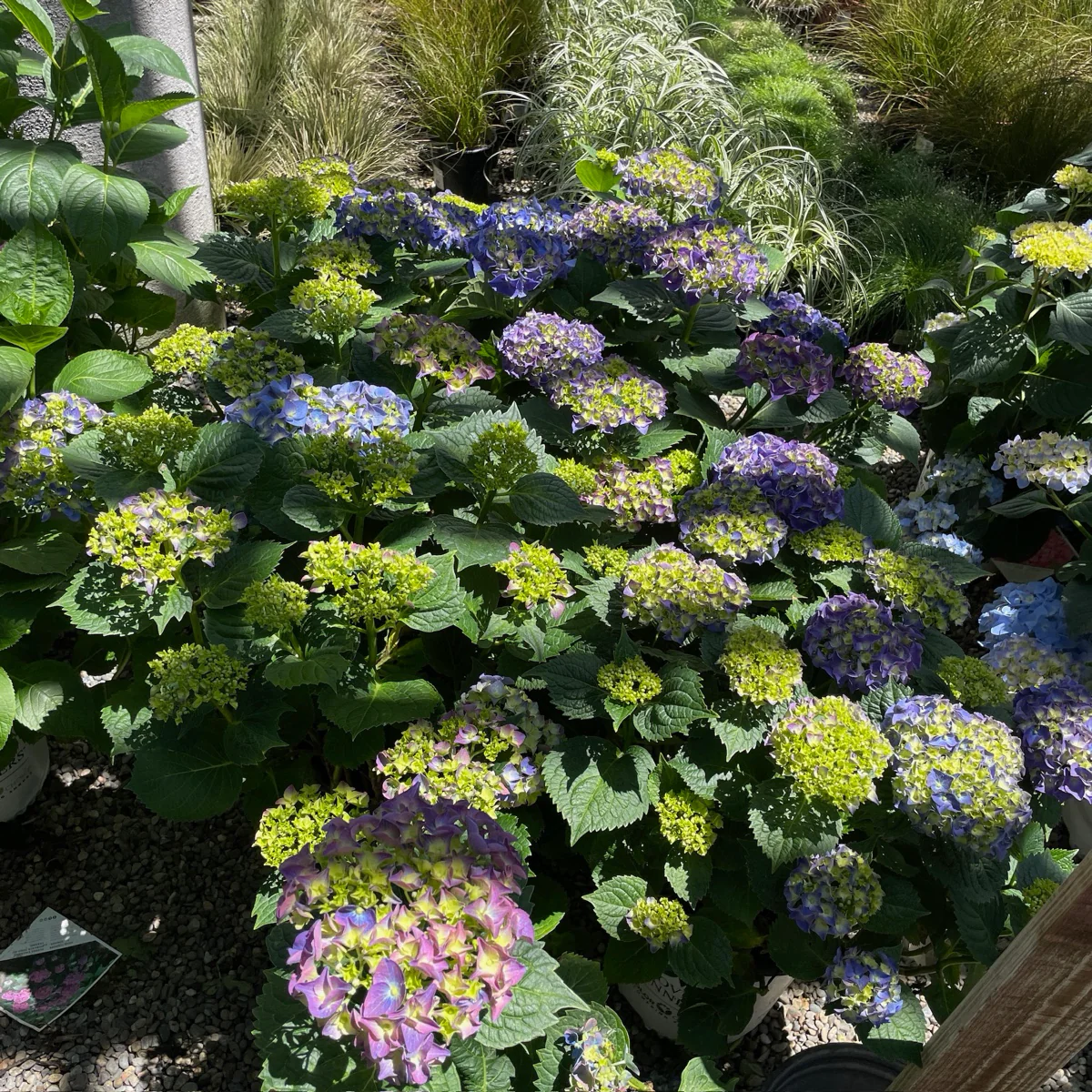 Big Band Let's Dance Hydrangea - Image 1