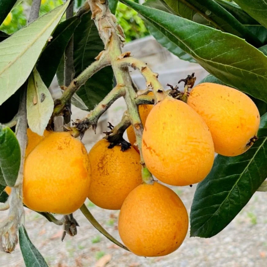 Big Jim Loquat Tree