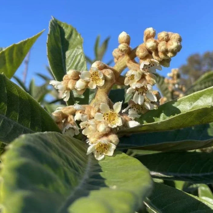 Big Jim Loquat Tree - Image 2