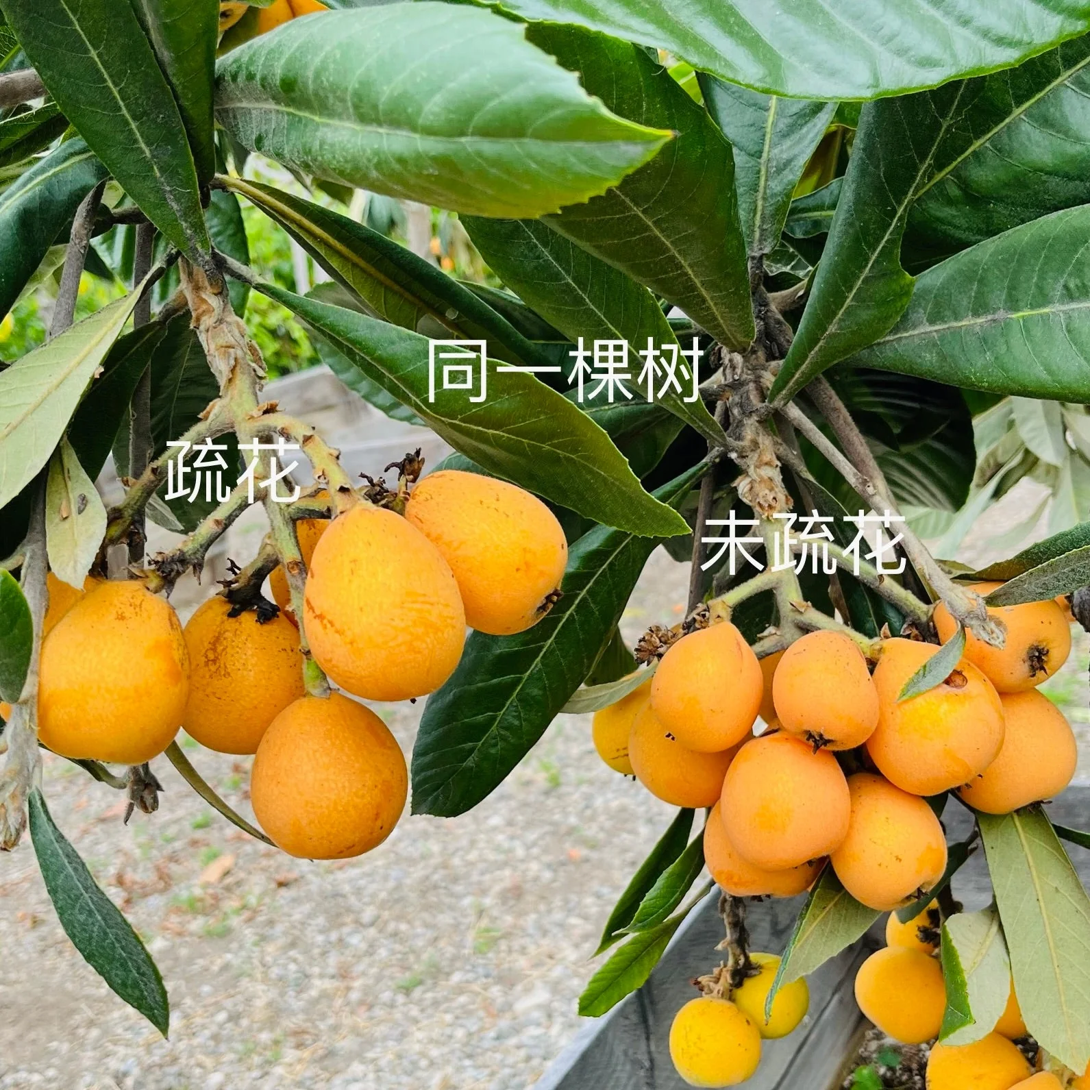 Big Jim Loquat Tree - Image 3