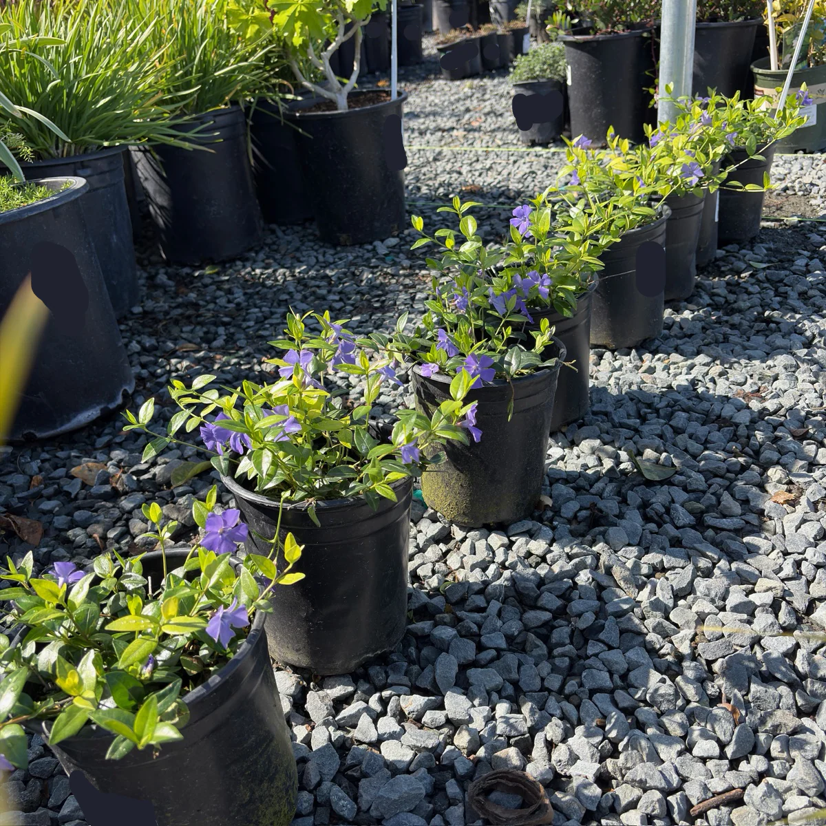 Big Leaf Periwinkle - Image 1