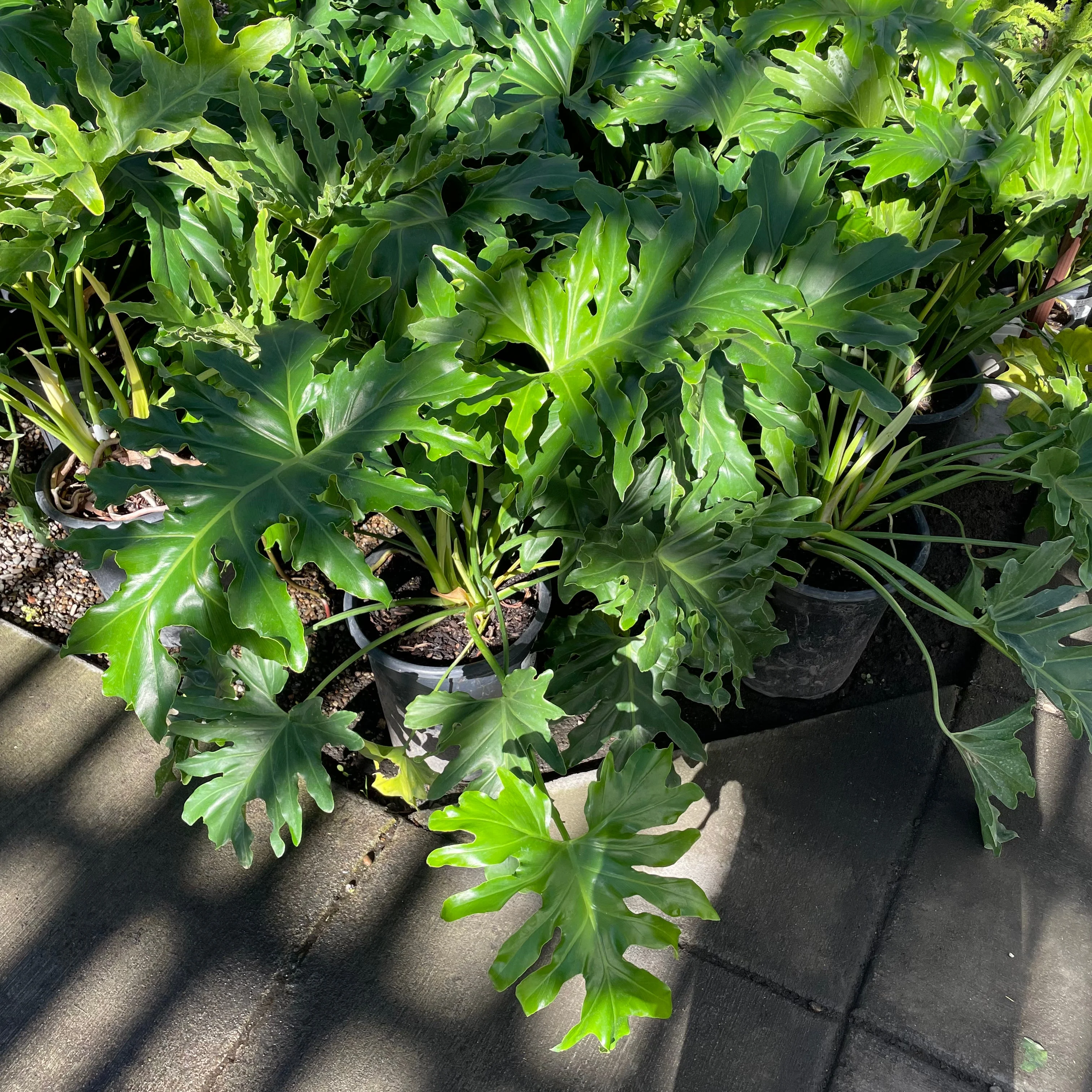 Big Leaf Philodendron - Image 1