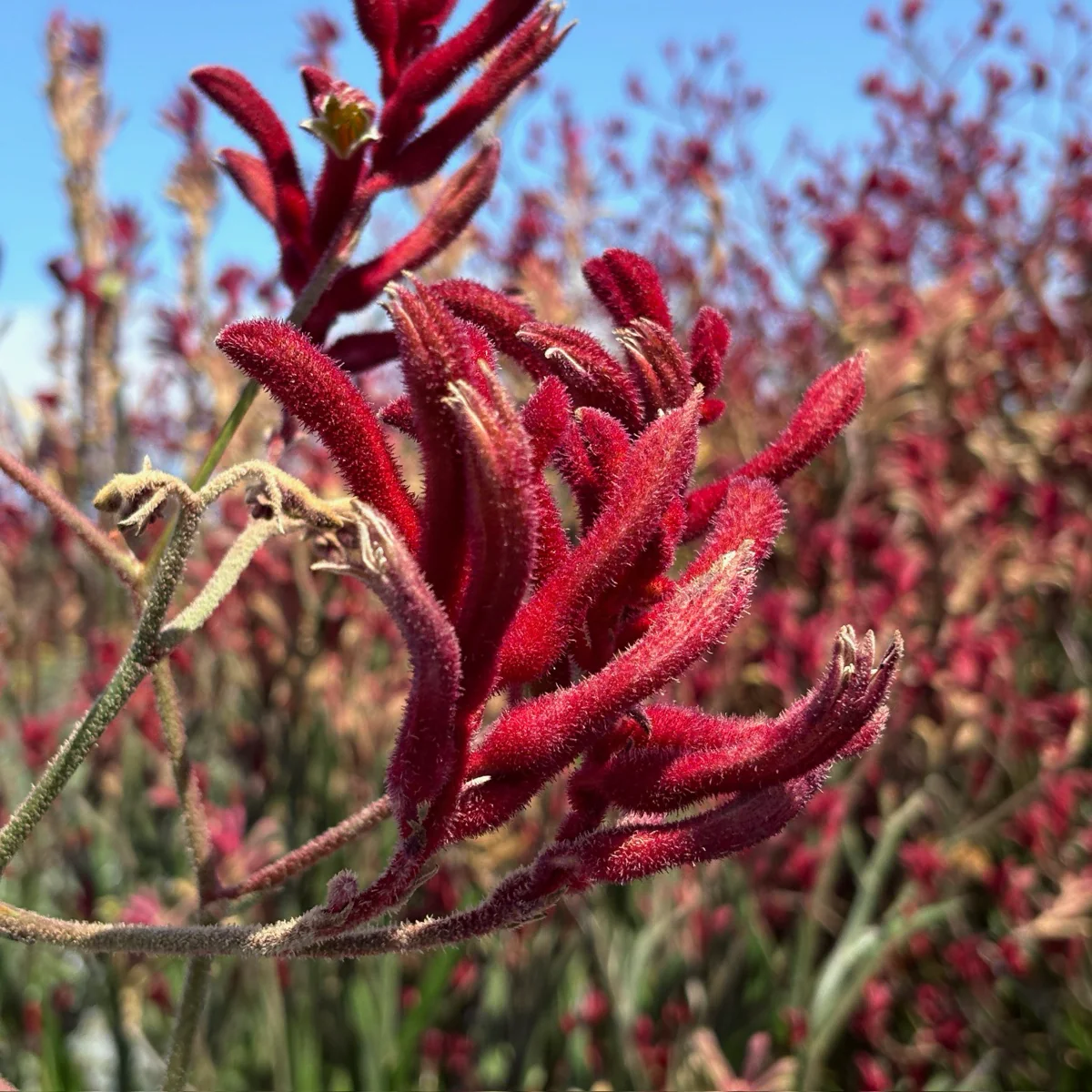 Big Red Kangaroo Paw - Image 1