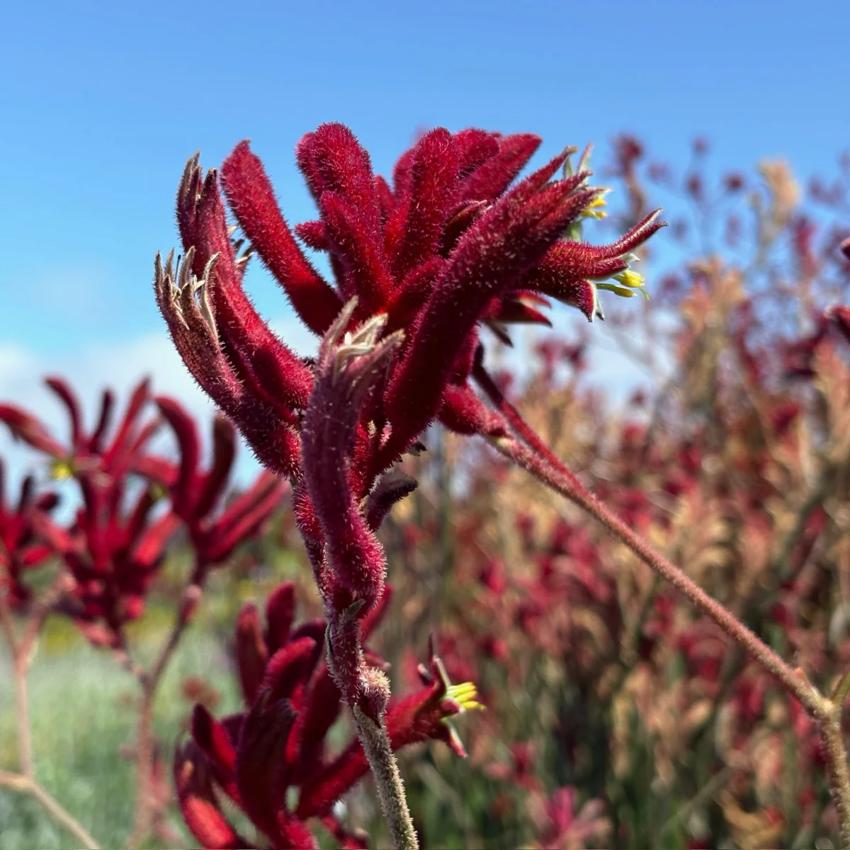 Big Red Kangaroo Paw - Image 2