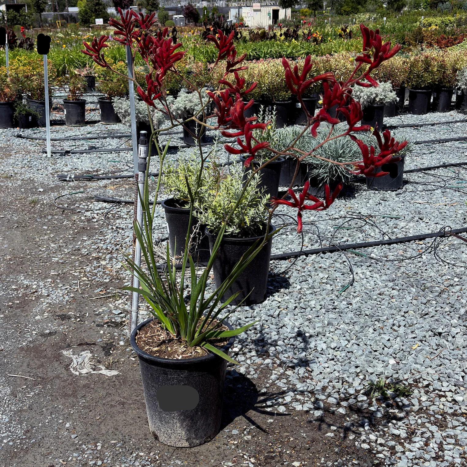 Big Red Kangaroo Paw - Image 3