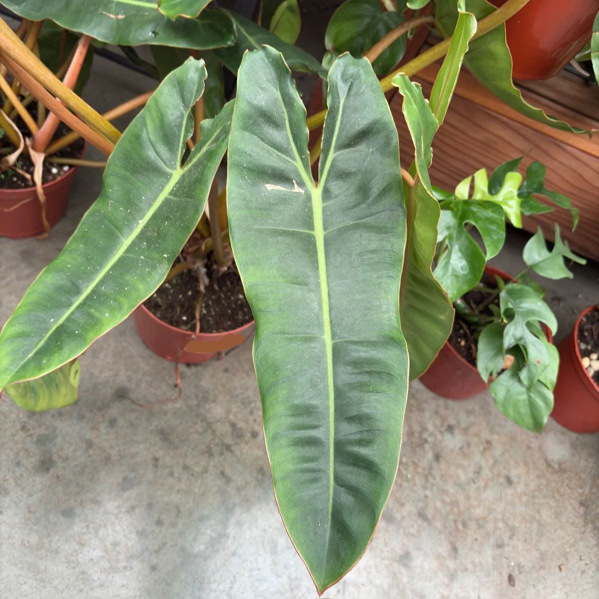 Billietiae Philodendron - Image 2