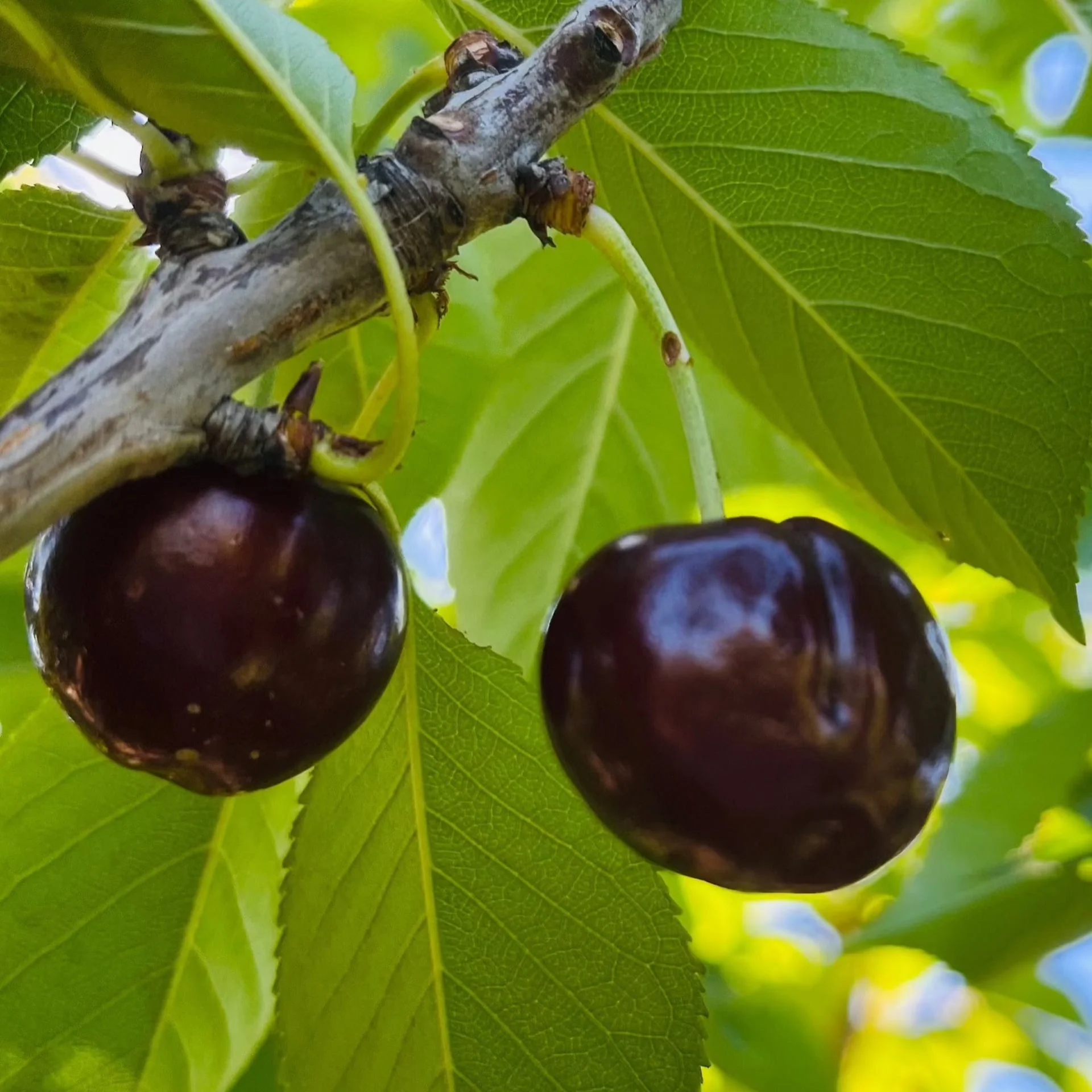 Bing Cherry