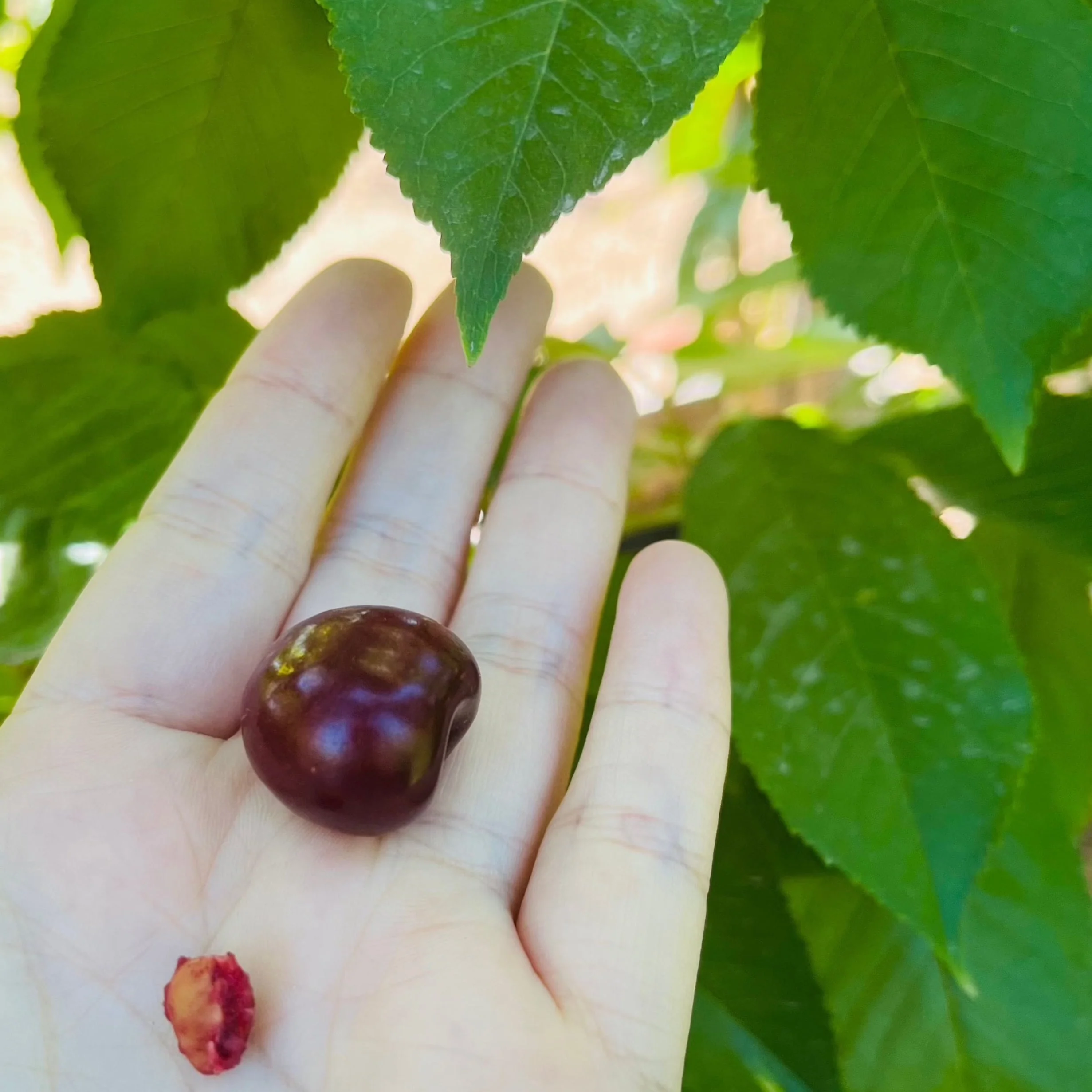 Bing Cherry - Image 2