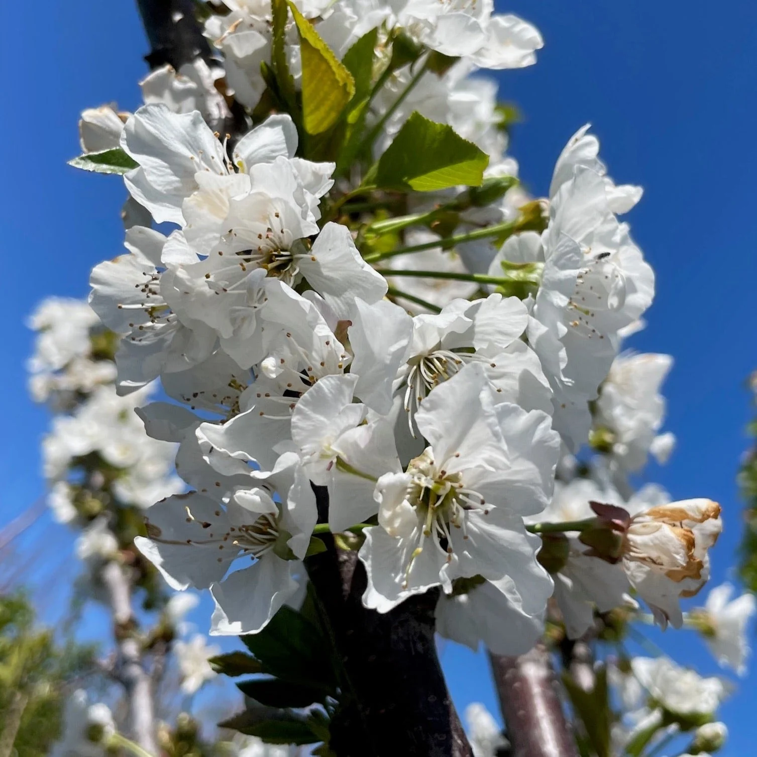 Bing Cherry - Image 3