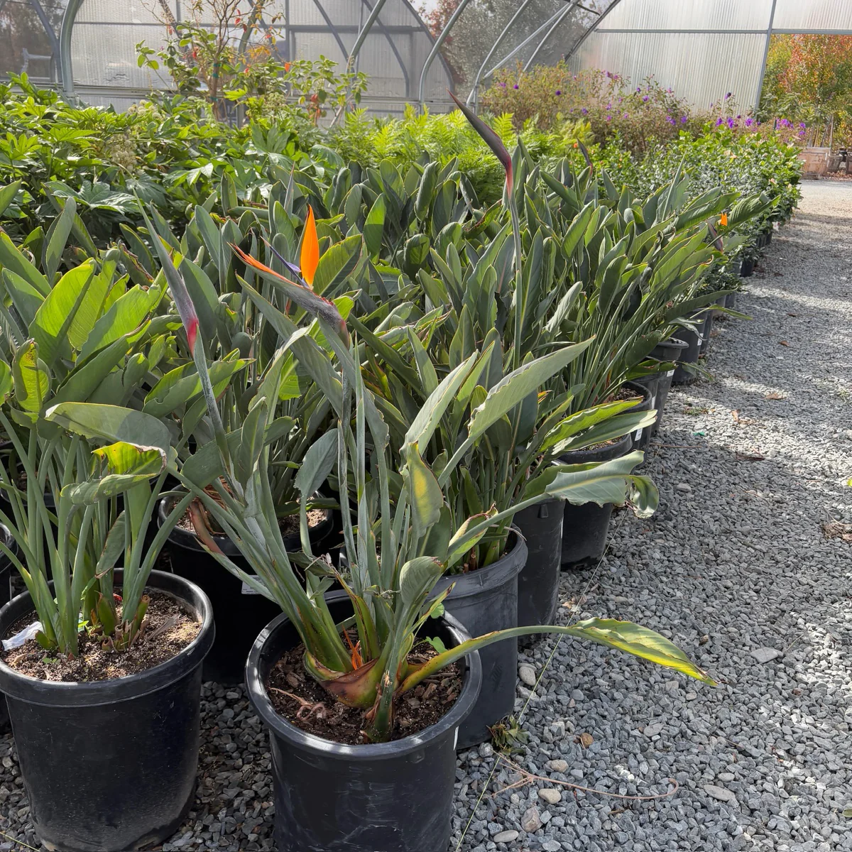 Bird of Paradise - Image 3