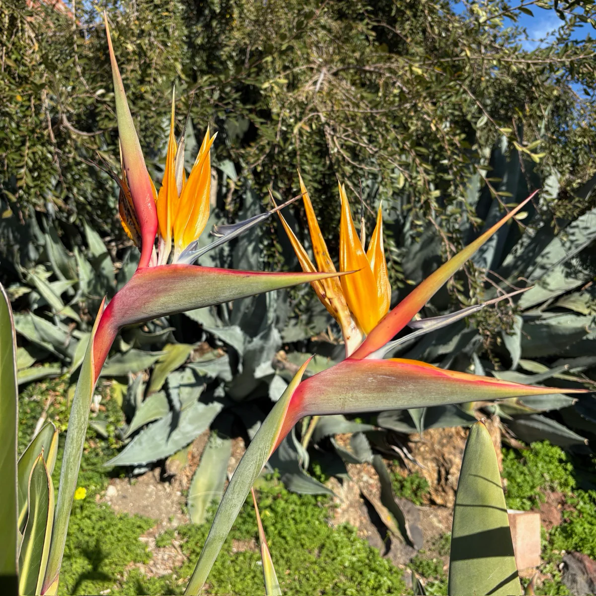 Bird of Paradise - Image 2