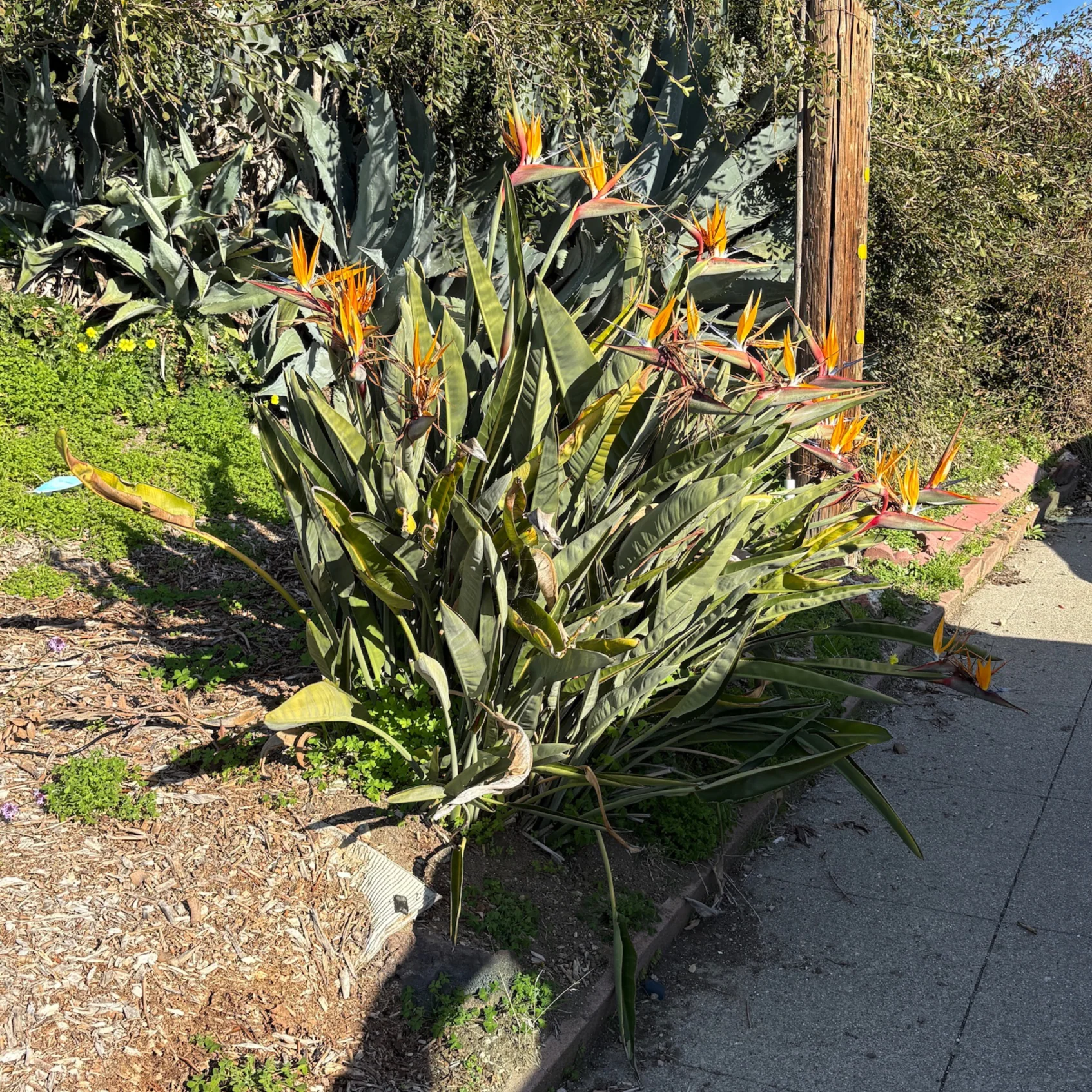 Bird of Paradise - Image 1