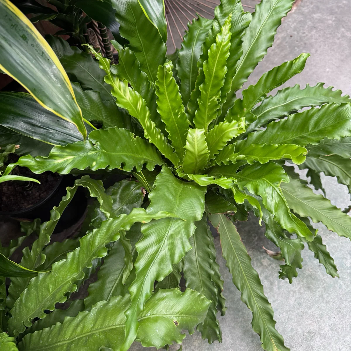 Bird's Nest Ferns - Image 2