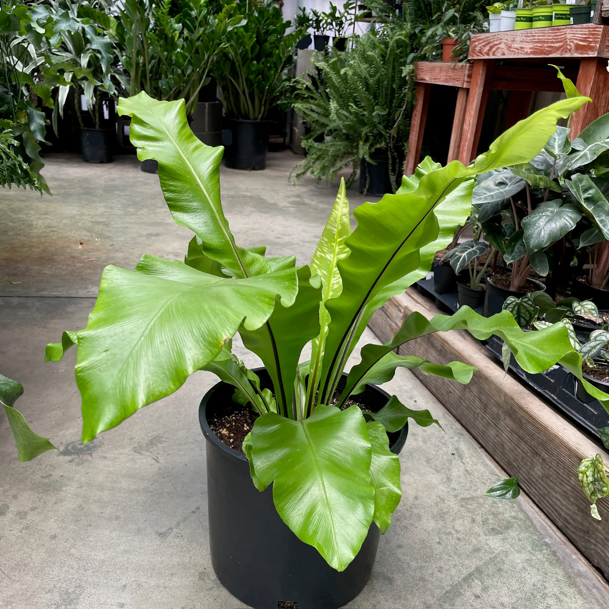 Bird's Nest Ferns - Image 3