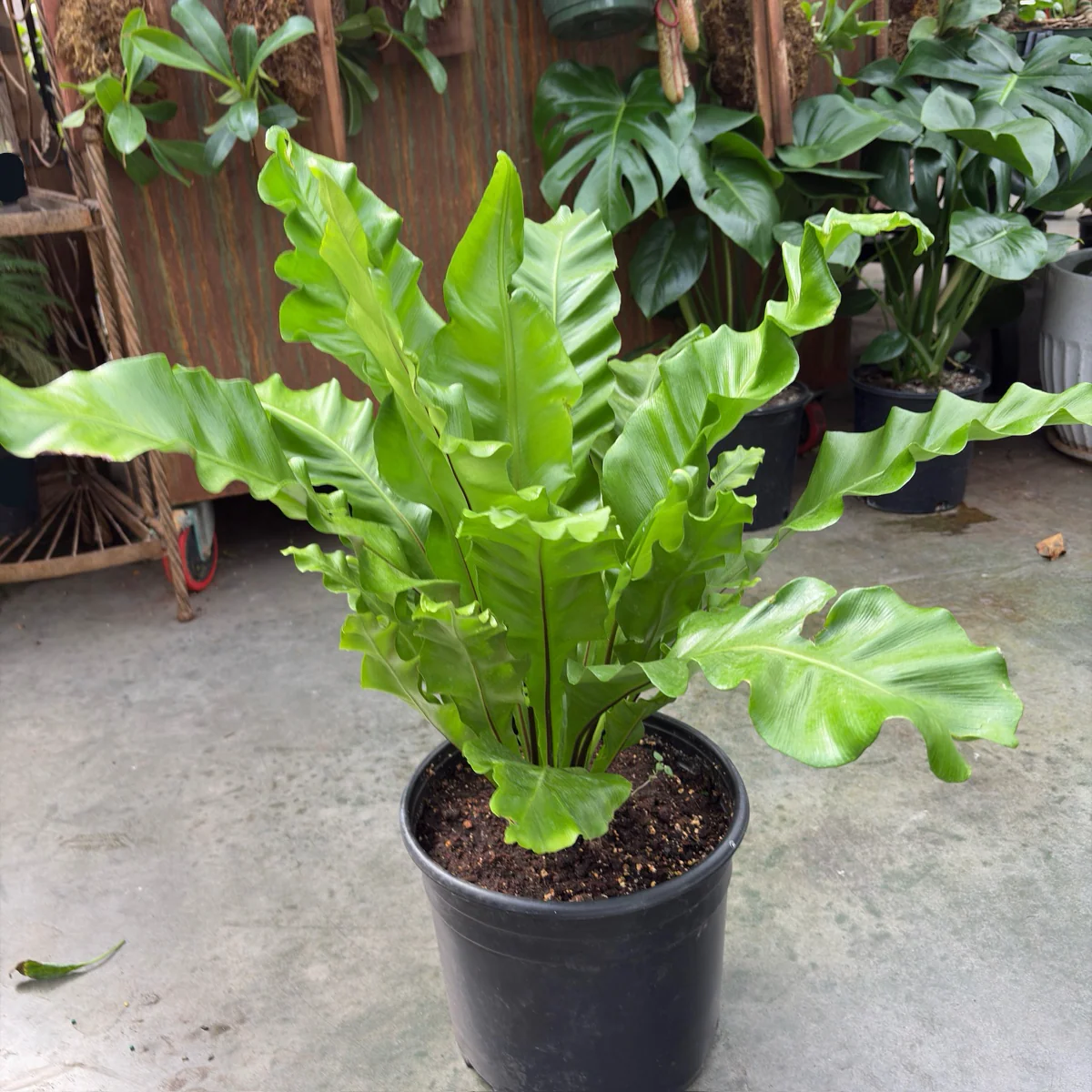 Bird’s Nest Ferns