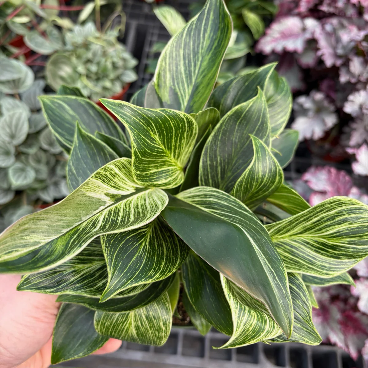 Birkin Philodendron