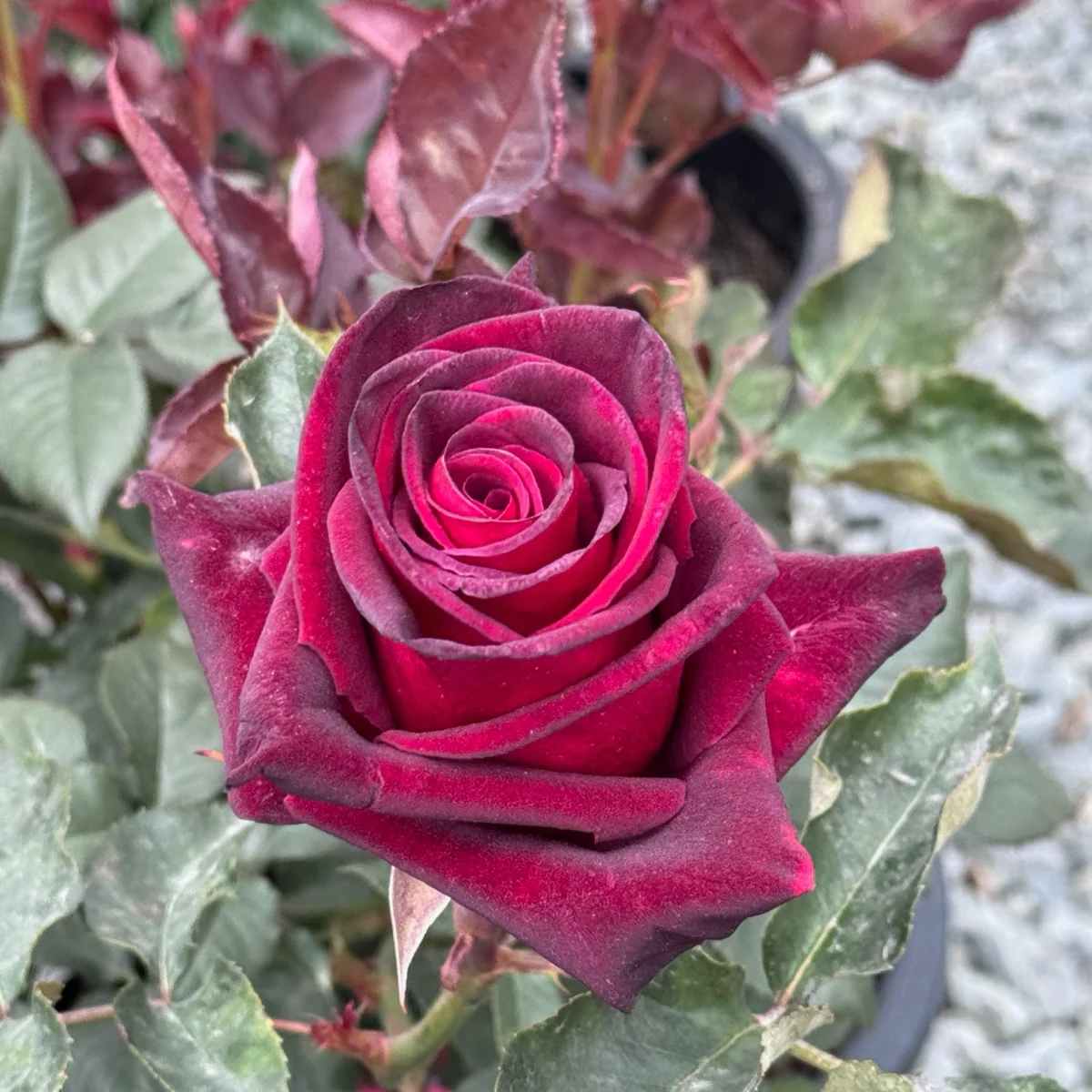 Black Baccara Hybrid Tea Rose - Image 1