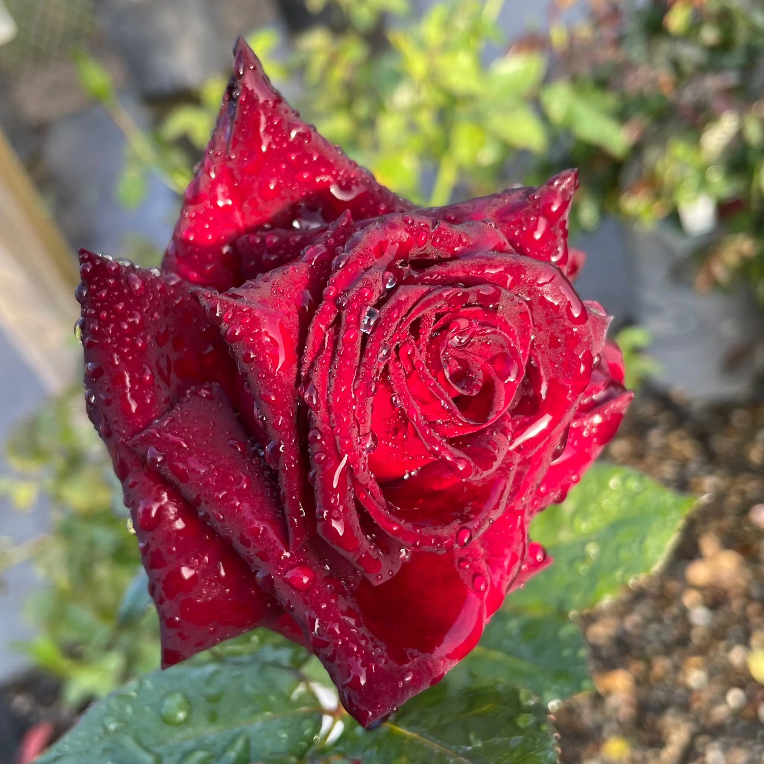 Black Baccara Hybrid Tea Rose - Image 2