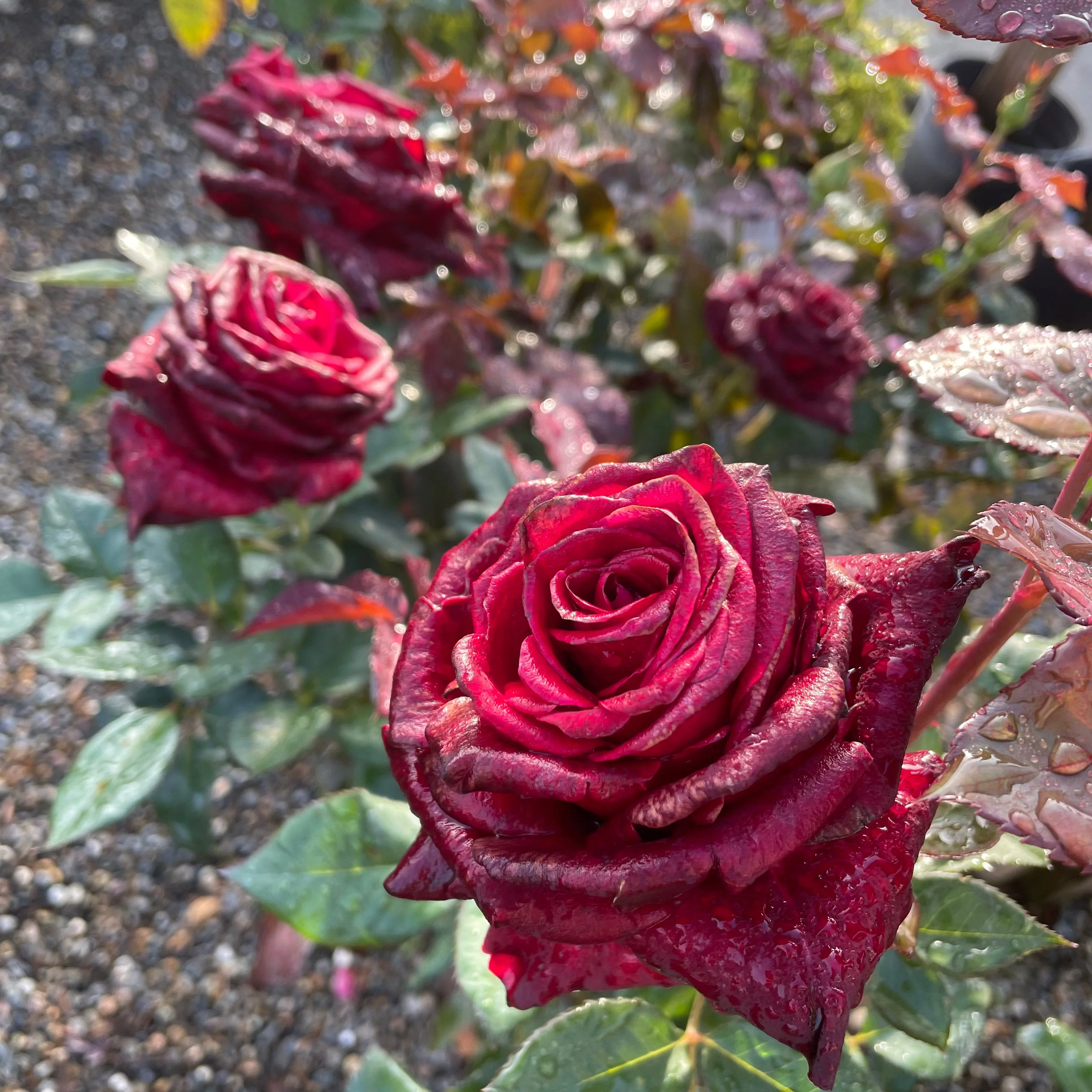Black Baccara Hybrid Tea Rose - Image 3