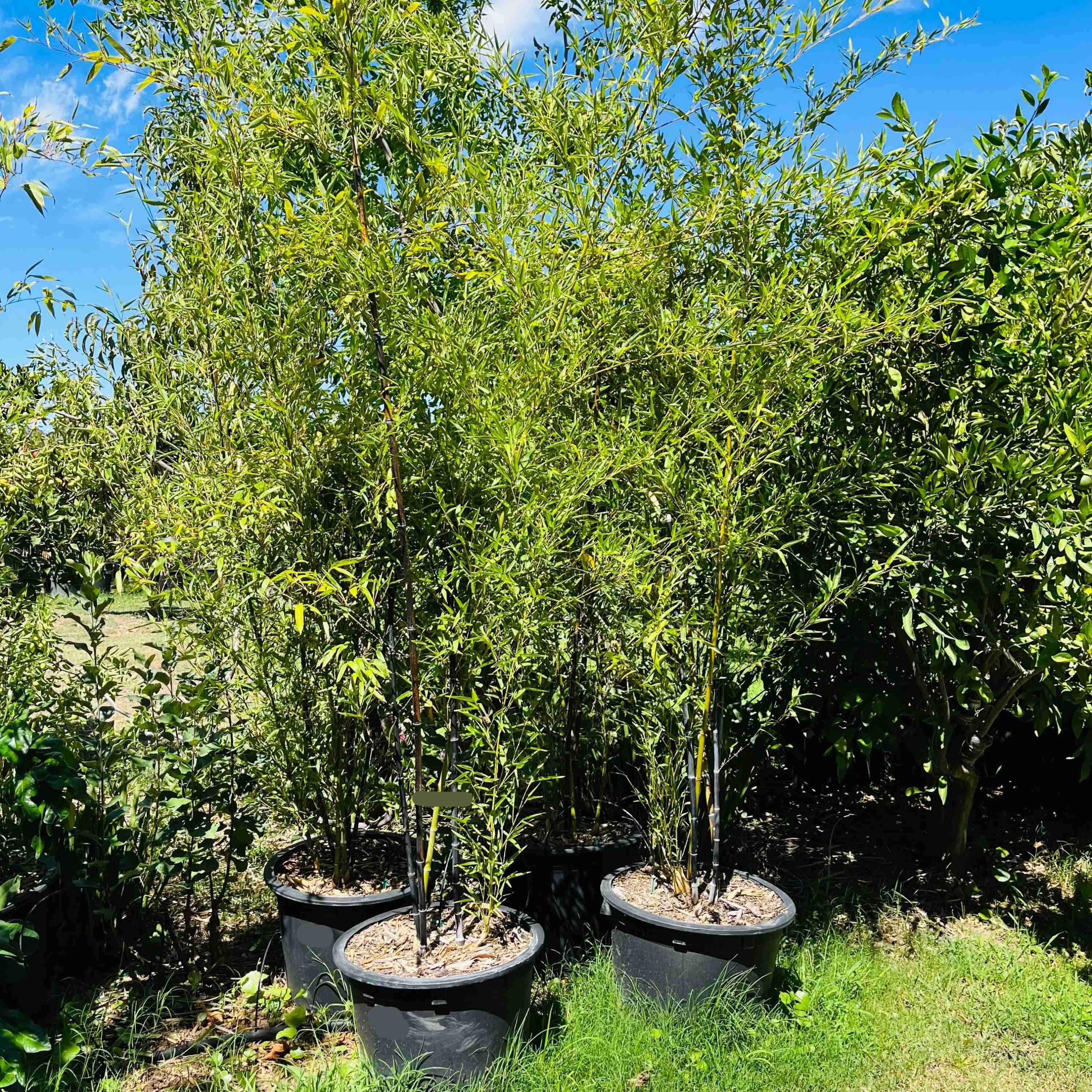 Black Bamboo