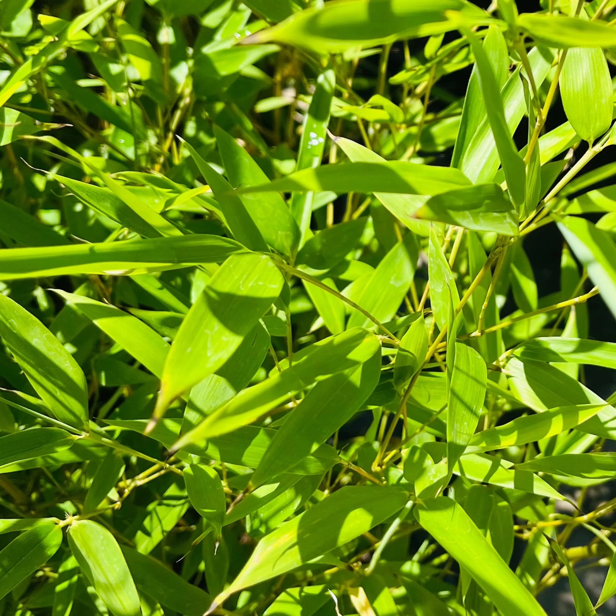 Black Bamboo - Image 3