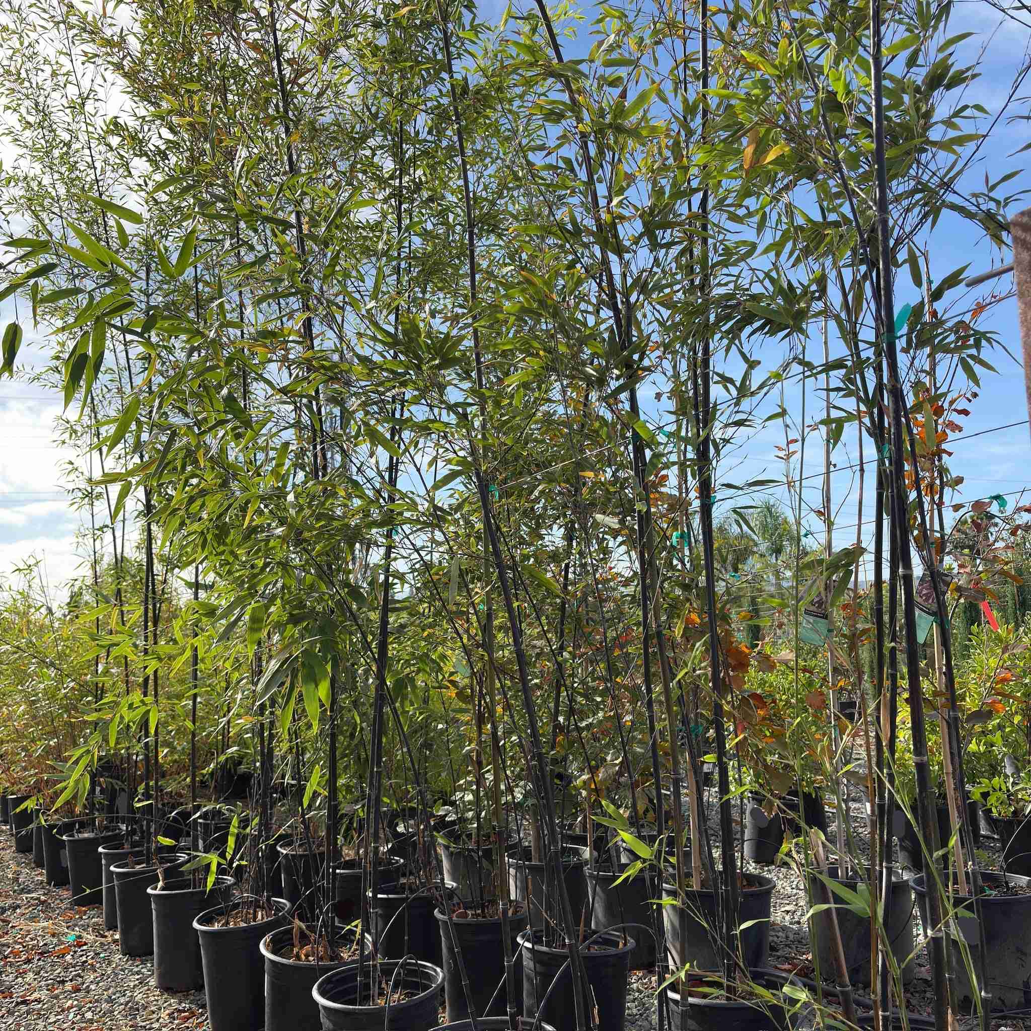 Black Bamboo - Image 2