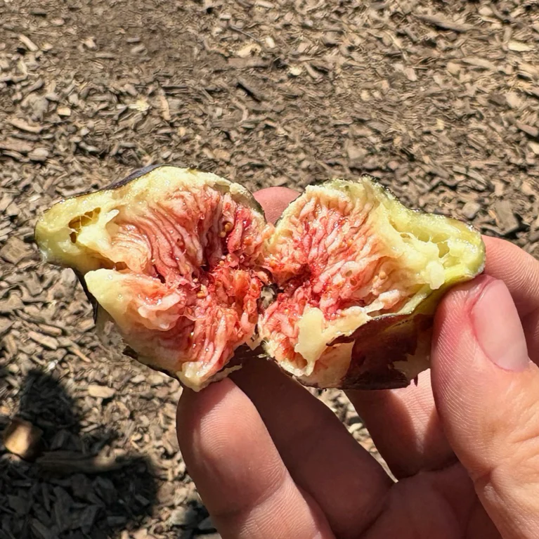 Black Mission Fig - Image 2