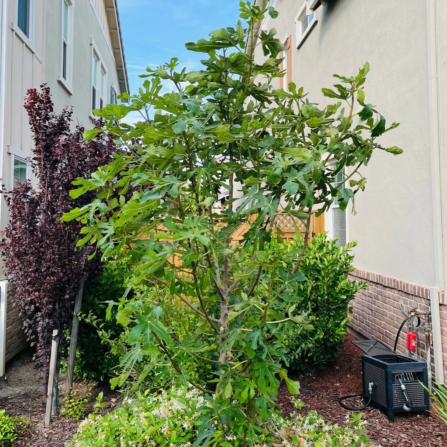 Black Mission Fig - Image 3