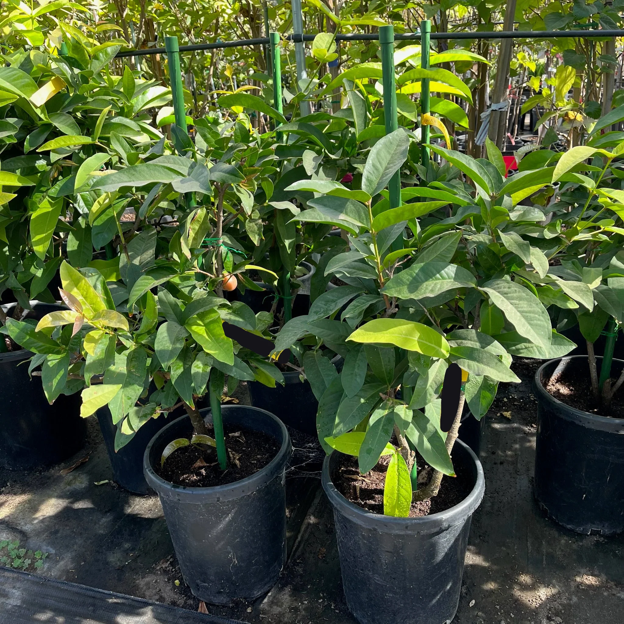 Black Peral Wax Apple Tree - Image 3
