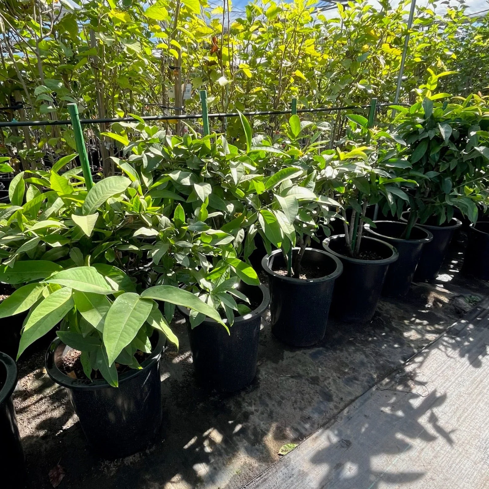 Black Peral Wax Apple Tree - Image 1