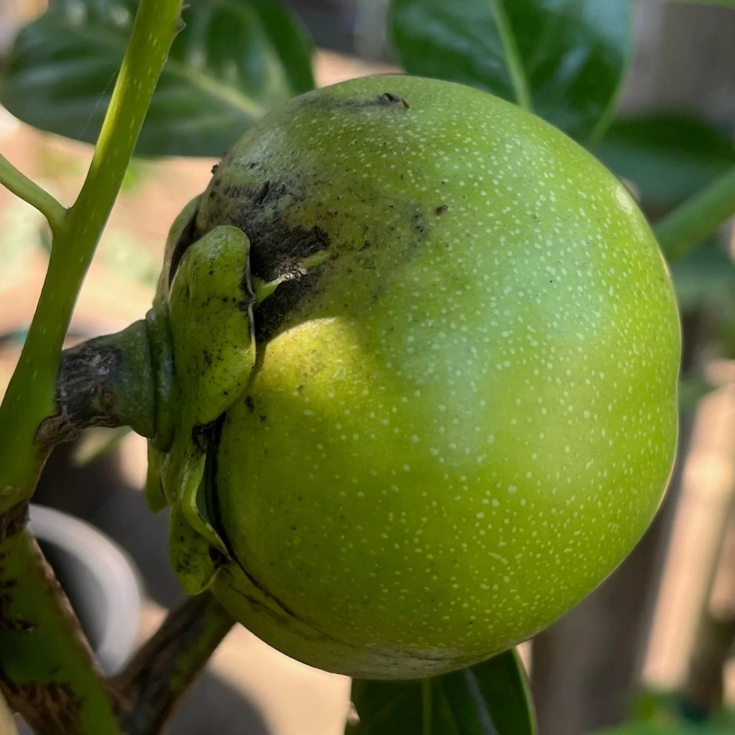 Black Sapote Tree