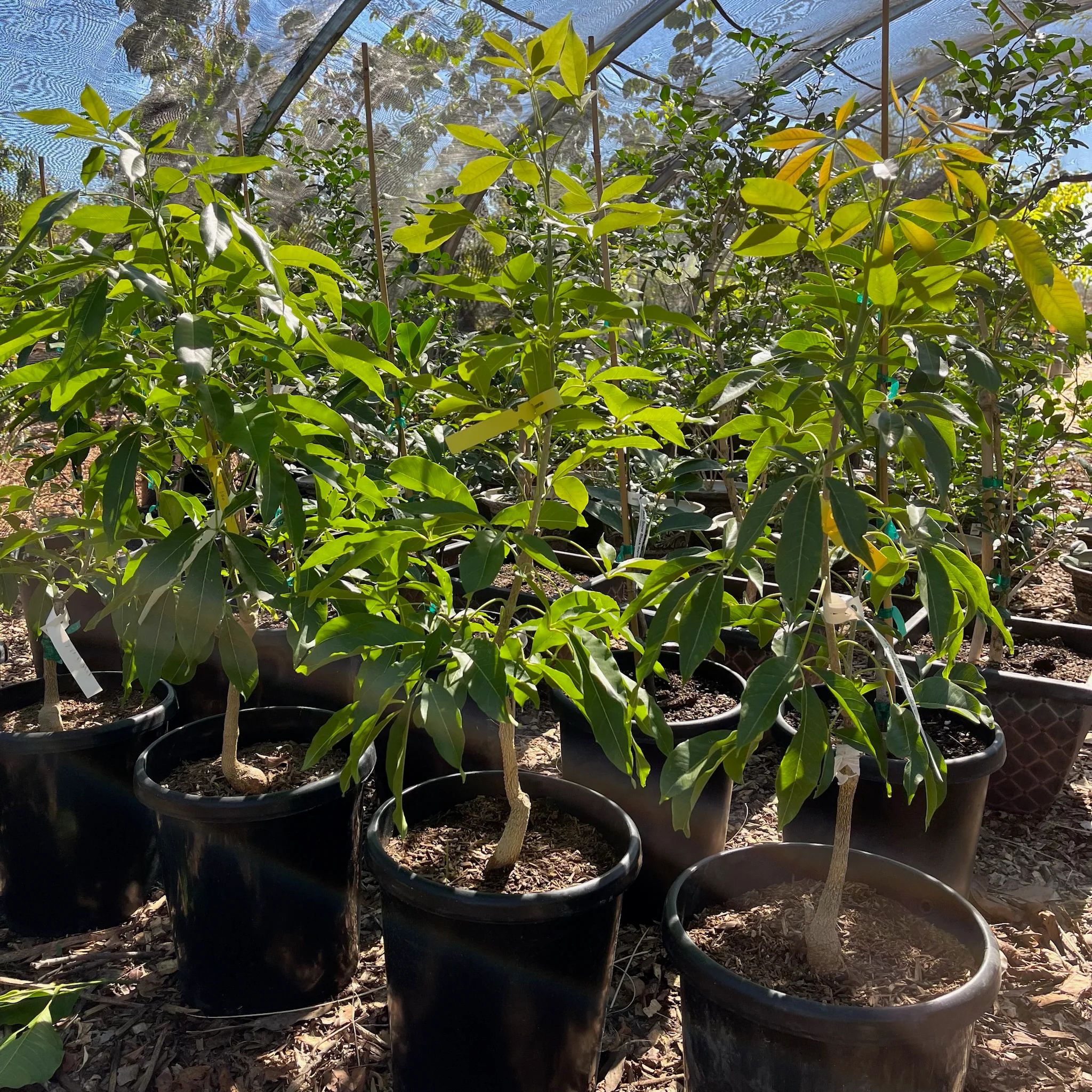 Black Sapote Tree - Image 2