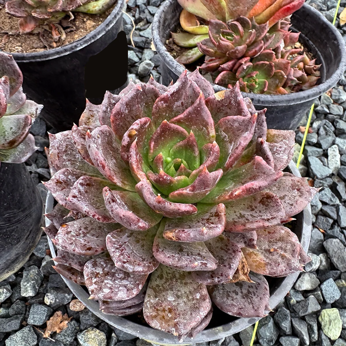 Black Prince Hens and Chicks