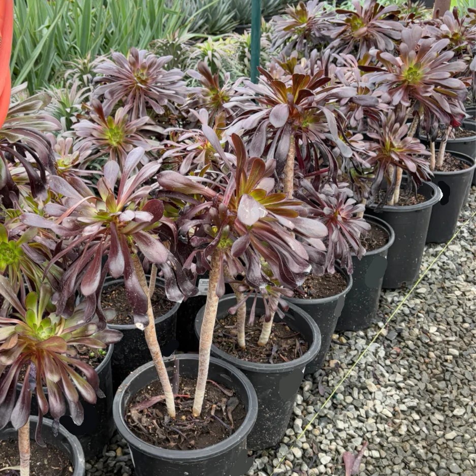 Black Rose Aeonium - Image 1