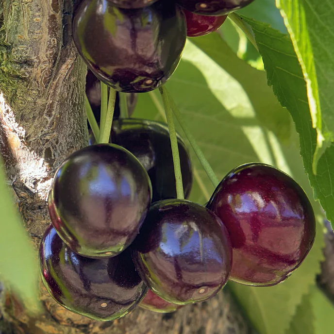 Black Tartarian Cherry - Image 1