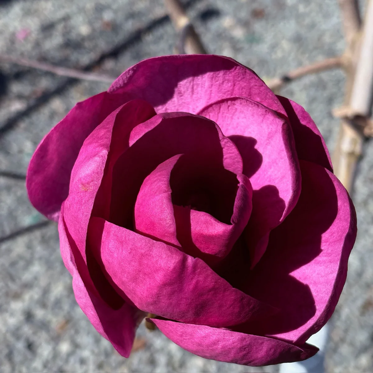 Black Tulip Saucer Magnolia - Image 1