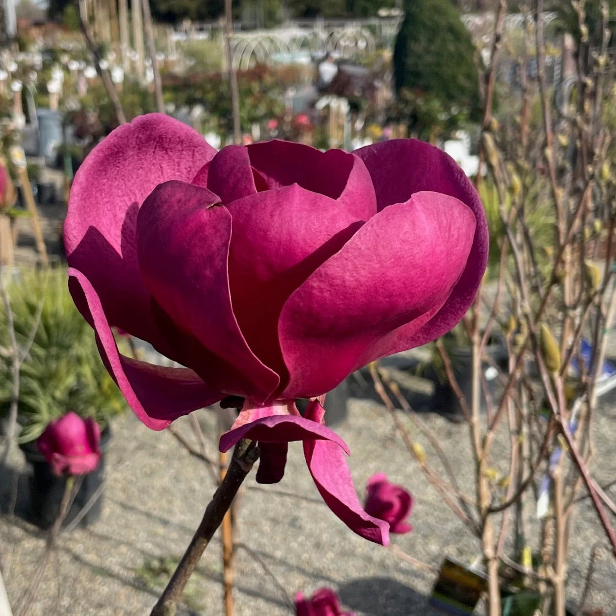 Black Tulip Saucer Magnolia - Image 3