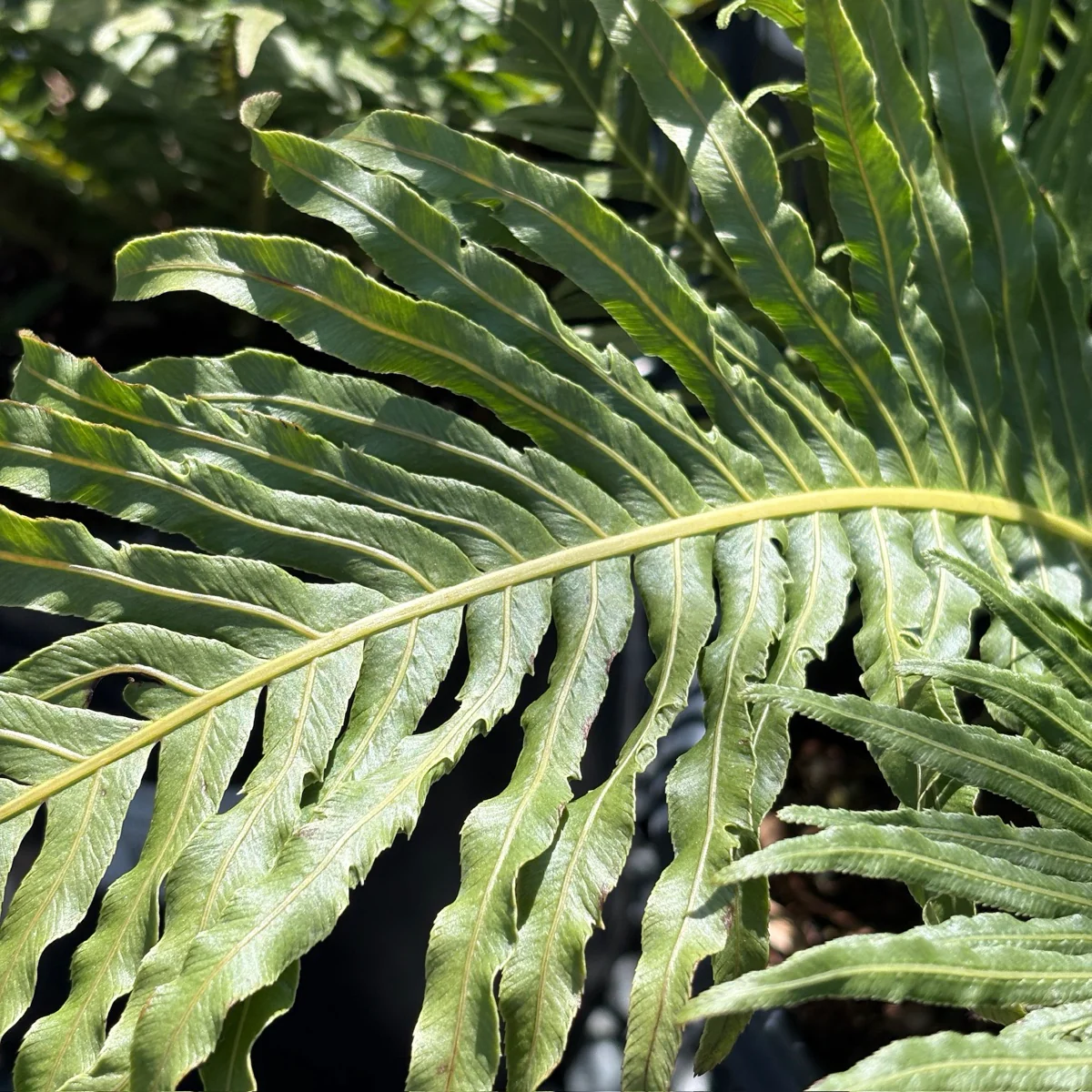 Silver Lady Fern - Image 3