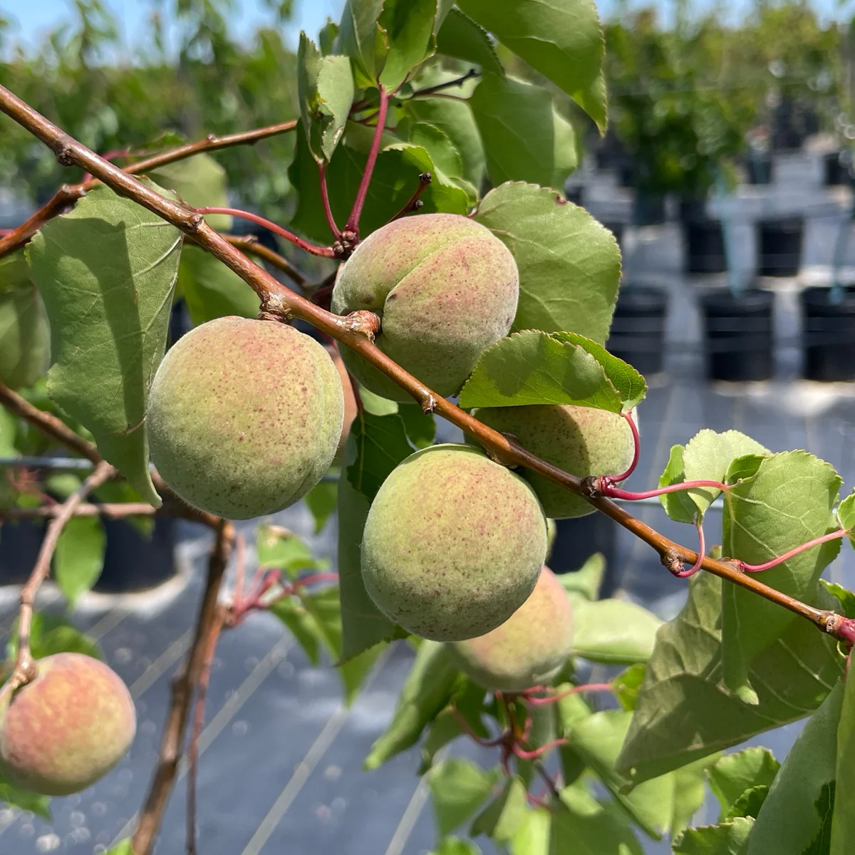 Blenheim Apricot - Image 2