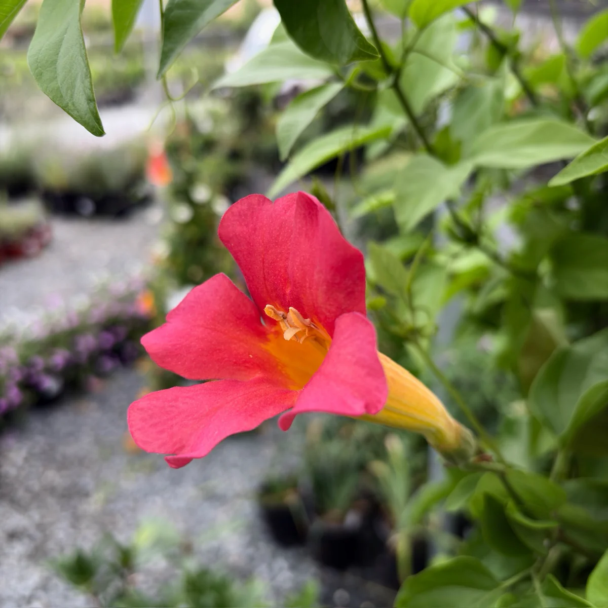 Blood Red Trumpet Vine - Image 1