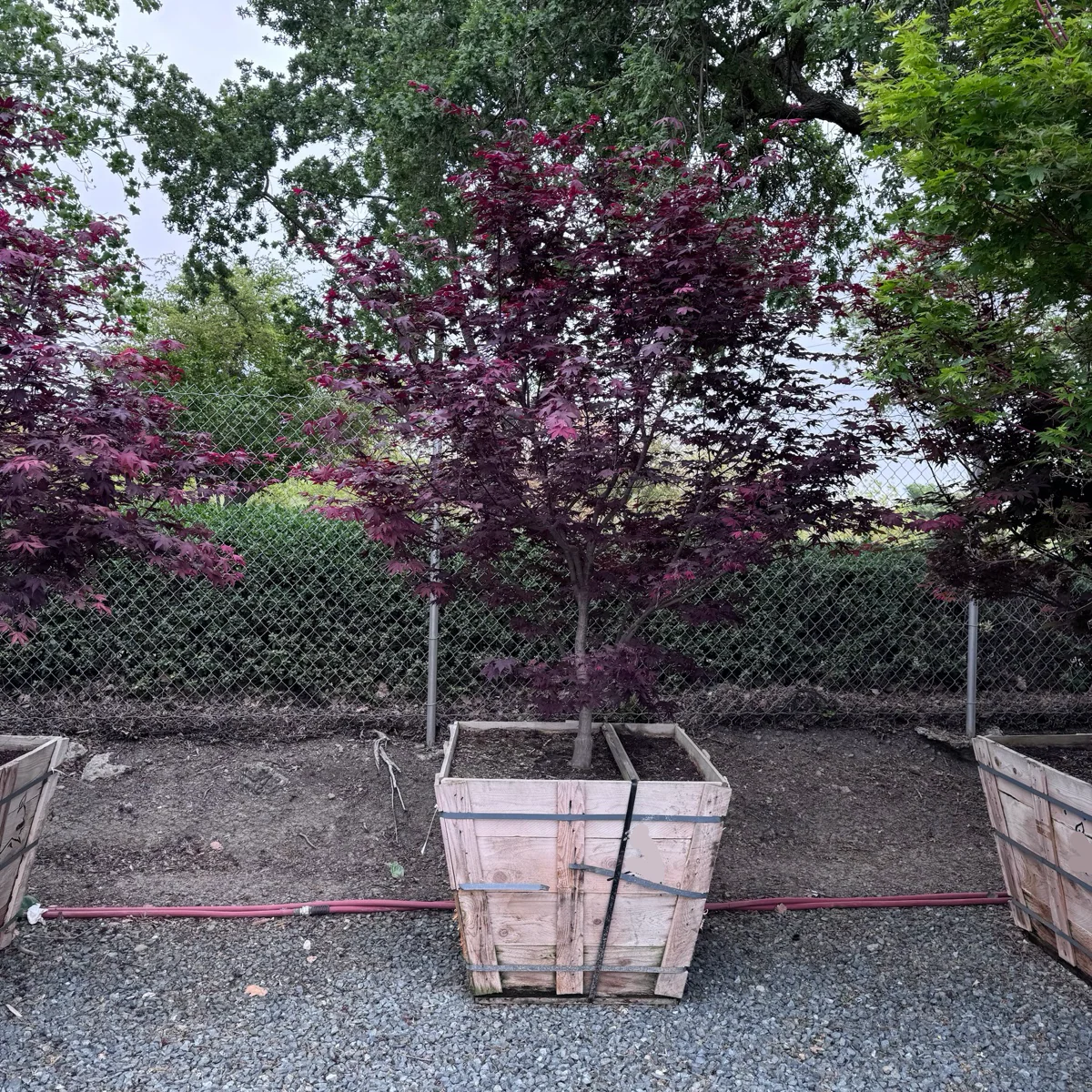 Bloodgood Japanese Maple - Image 2