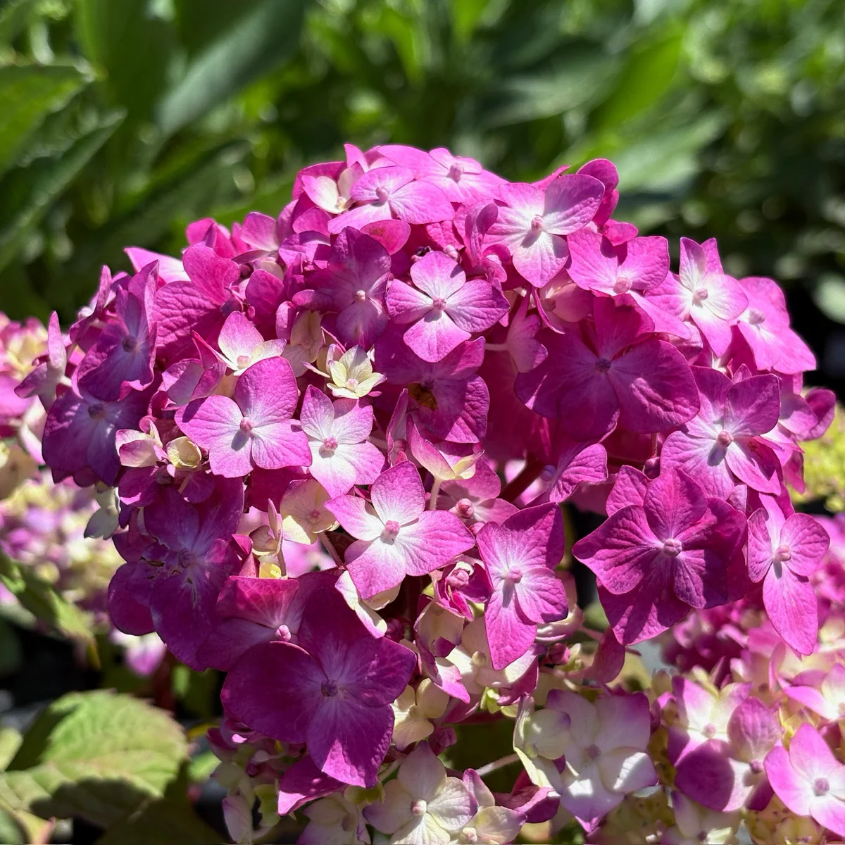 BloomStruck ES Hydrangea - Image 2