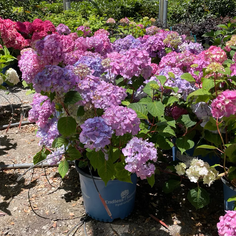 BloomStruck ES Hydrangea - Image 1