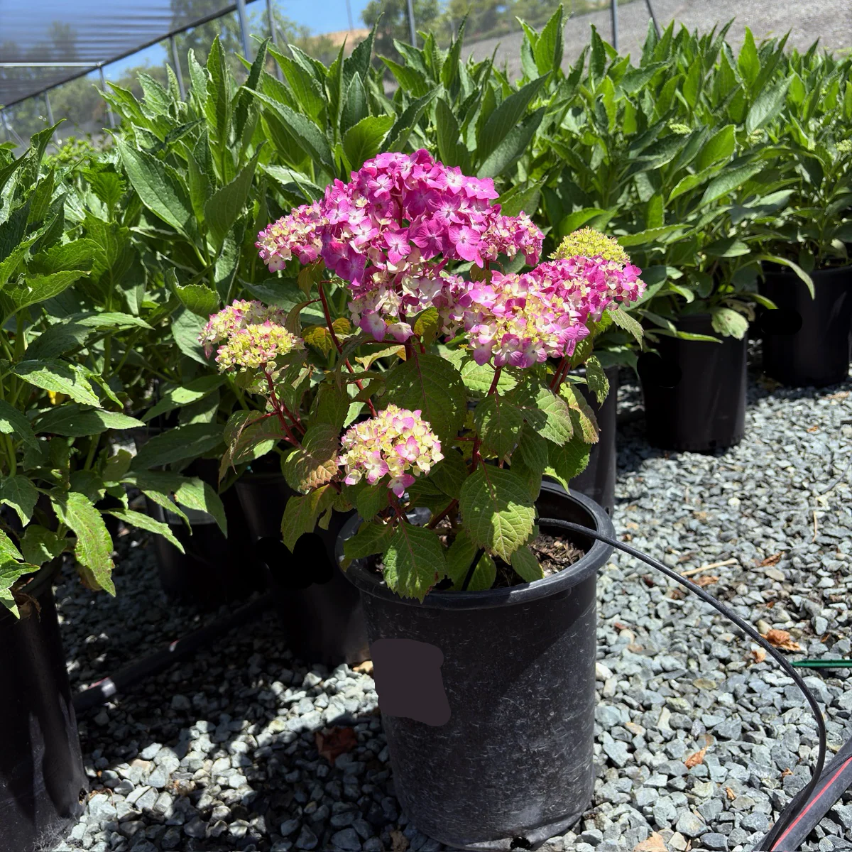 BloomStruck ES Hydrangea - Image 3