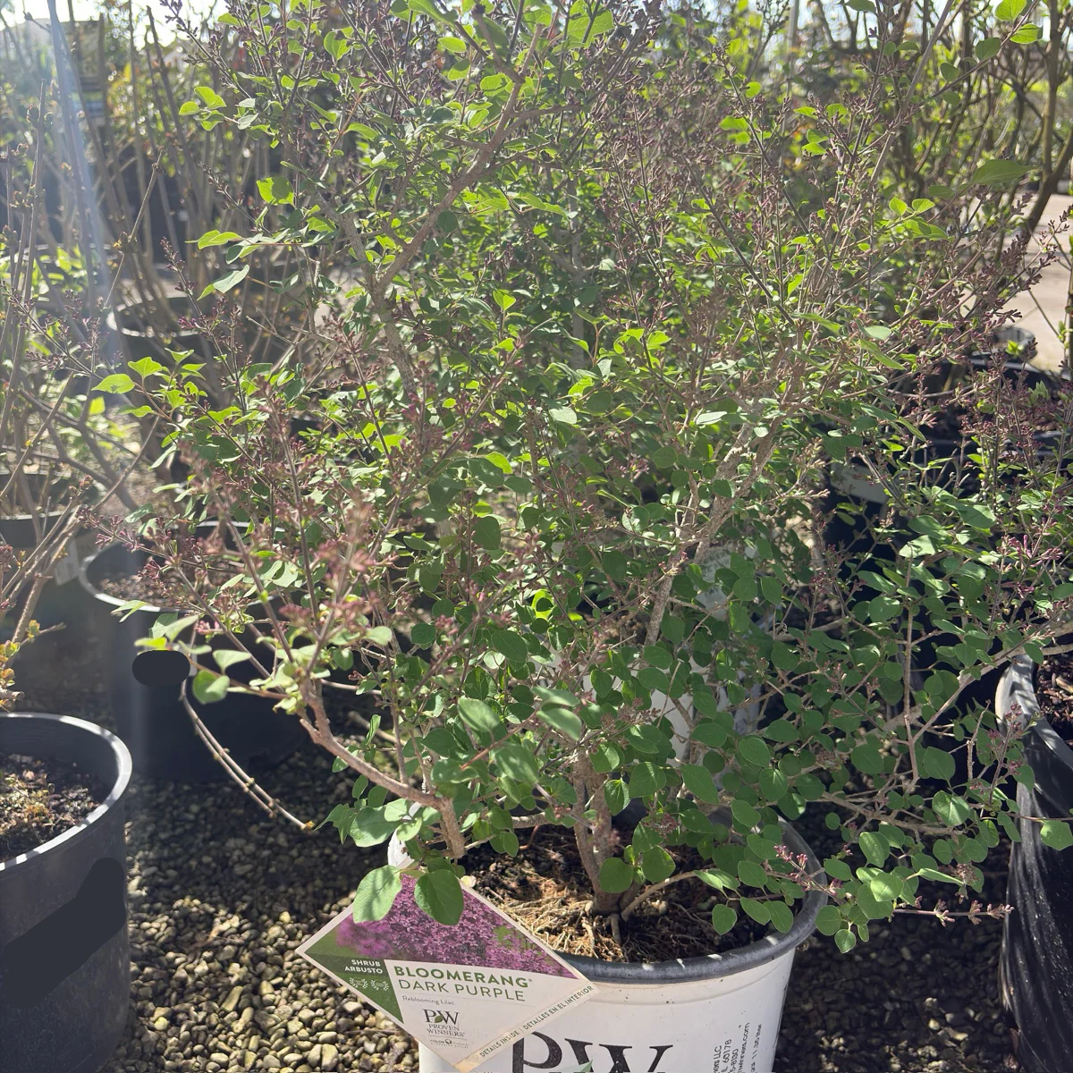 Bloomerang Dark Purple Lilac