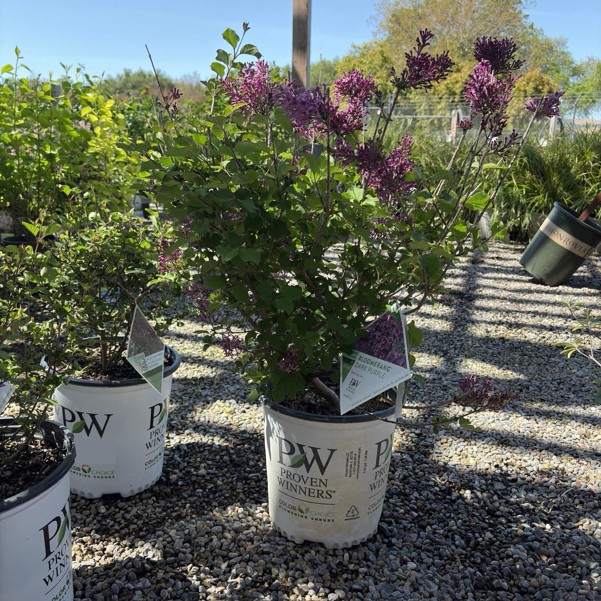 Bloomerang Dark Purple Lilac - Image 2